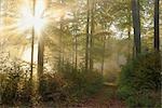 Les plus populaires à travers la forêt, Spessart, Bavière, Allemagne