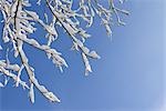 Snow on Branch, Odenwald, Hesse, Germany