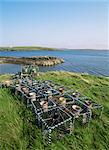 Casiers à homards, Roaring Water Bay, comté de Cork, Munster, Eire (République d'Irlande), Europe