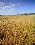 Cornfield, Ridgeway Path, Steps Hill and Ivinghoe Beacon, Chilterns, Buckinghamshire, England, United Kingdom, Europe