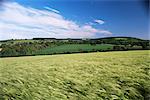 Terres agricoles, Darent Valley, North Downs, près de Eynsford, Kent, Angleterre, Royaume-Uni, Europe