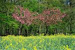 Arbres en fleurs dans les terres agricoles dans la vallée de la Seine, Eure, Basse Normandie, France, Europe