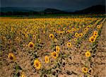 Sonnenblumen, die Corbieres, Aude, Languedoc-Roussillon, Frankreich, Europa