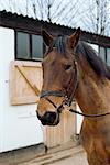 Muserolle flash sur cheval, Angleterre, Royaume-Uni, Europe