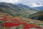 Raisin d'ours rouge trundra du plateau au-dessus de Dalton Highway nord du col de Atigun, vallée de la rivière de Dietrich, Brooks Range, Alaska, États-Unis d'Amérique, l'Amérique du Nord