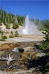 Echinus Geyser, éclate à chaque heure, Norris Basin, Parc National de Yellowstone, Wyoming, États-Unis d'Amérique