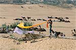 Hindu winds his yellow turban back on, camel fair, Pushkar, Rajasthan, India, Asia