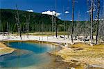 Dépôts de pool et geyerite chauds, avec des pins tués par géothermie fumées, Black Sands Basin, Parc National de Yellowstone, Wyoming, États-Unis d'Amérique, l'Amérique du Nord