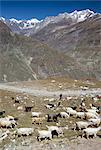 Shepherd and flock, north of Manali, high above Chenab Valley, Himachal Pradesh, India, Asia