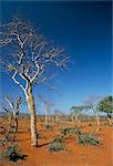 Akazien auf roten Böden, in der Nähe von Goba, Southern Highlands, Äthiopien, Afrika