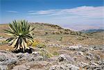 Un seul lobelia géant, Bale Montagnes, régions montagneuses du Sud, Ethiopie, Afrique