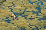 Vigogne pâturage sur la mousse à un printemps, Parque Nacional de Lauca, Chili, Amérique du Sud