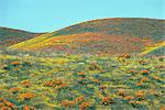 Les fleurs sauvages, Antelope Valley, California, États-Unis d'Amérique, l'Amérique du Nord