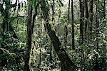 Forêts de diptérocarpacées de plaine, Parc National de Kota Kinabalu, Sabah, Malaisie, Bornéo, Asie