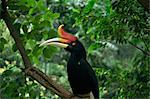 Rhinoceros hornbill, Malaysia, Southeast Asia, Asia