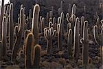 Cactus, île Inkahuasa, Salar de Uyuni, Bolivie, Amérique du Sud