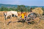 Farmer and son sitting on ox-cart, near Siem Reap, Cambodia, Indochina, Southeast Asia, Asia