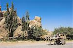 Sheep in the back of a horse-cart passing ancient walls of Balkh mostly built in the Timurid period, Balkh (Mother of Cities), Balkh province, Afghanistan, Asia