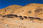 Aimaq nomad camps, near village of Jam, Ghor (Ghowr province), Afghanistan, Asia