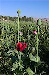 Poppy field between Daulitiar and Chakhcharan, Afghanistan, Asia