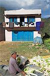 Man sitting outside his house packing vegetables, Bandare village, Trisuli Valley, Nepal, Asia