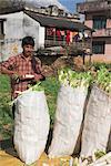 Man putting vegetables into sacks, Bandare village, Trisuli Valley, Nepal, Asia