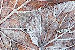 Frost covered autumnal leaves on grass, Peterborough, Cambs, England