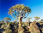 Quivertrees (Kokerbooms) dans la forêt de Quivertree (Kokerboowoud) près de Keetmanshoop, Namibie