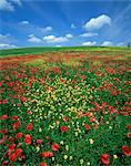 Field of poppies and wild flowers, Pienza in background, Tuscany, Italy, Europe