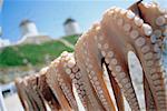 Octopus drying in the sun, Mykonos, Cyclades Islands, Greece, Europe