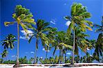 Palm trees, Jambiani, island of Zanzibar, Tanzania, East Africa, Africa