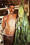 Tobacco farmer with tobacco leaves drying in drying shed, Vinales, Cuba, West Indies, Central America