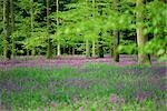 Wildblumen im Frühling, 100 Hektar Wald Bere, Hampshire, England, Vereinigtes Königreich, Europa