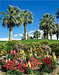 Pétunias et fleurs antirrhinum avec palmiers en arrière-plan, au Desert Palm Springs, Californie, États-Unis d'Amérique, l'Amérique du Nord