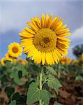 Sunflower in France, Europe