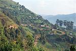 Mitoyenne des champs sur la route de Kisoro, région sud-ouest, Ouganda, Afrique de l'est, Afrique