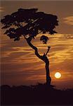 The Bujagali Falls at dawn, Uganda, East Africa, Africa