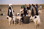 Hommes et chèvres sur marché jour, Kanioume, Mali, Afrique de l'Ouest, Afrique