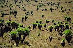 Séneçon géant, Parc National du mont Kenya, Kenya, Afrique de l'est, Afrique