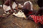 Samburu moran (guerrier), buvant du sang cou, Samburuland, Kenya, Afrique de l'est, Afrique de chèvre du