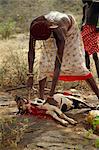 Samburu moran cutting head off goat, Samburuland, Kenya, East Africa, Africa