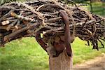 Young girl carrying large bundle of branches on her head, Zomba Plateau, Malawi, Africa