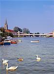 Schwäne auf der Themse mit Hängebrücke im Hintergrund, Marlow, Buckinghamshire, England, Vereinigtes Königreich, Europa