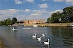 Swans and sculls on the River Thames, Hampton Court, Greater London, England, United Kingdom, Europe