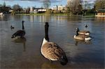 River Thames with geese, Molesey, Surrey, England, United Kingdom, Europe