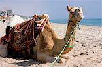Kamel, Sealine Beach Resort, Katar, Naher Osten