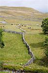 Murs de pierres sèches et des paysages calcaires près de Malham, Yorkshire Dales National Park, North Yorkshire, Angleterre, Royaume-Uni, Europe