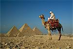 Près de Camel et pilote les pyramides, patrimoine mondial de l'UNESCO, Gizeh, le Caire, Egypte, Afrique du Nord, Afrique