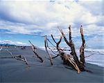 Dead trees on the beach at Hokitika, a busy goldrush port in 1860s, where 42 vessels lost on treacherous beach, in Westland, South Island, New Zealand, Pacific