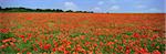 Champ de coquelicots sauvages, Wiltshire, Angleterre, Royaume-Uni, Europe